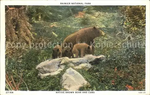 Baeren Native Brown Bear Cubs Rainier National Park Kat. Tiere
