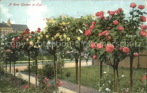 Rosen Rose Garden California Kat. Pflanzen