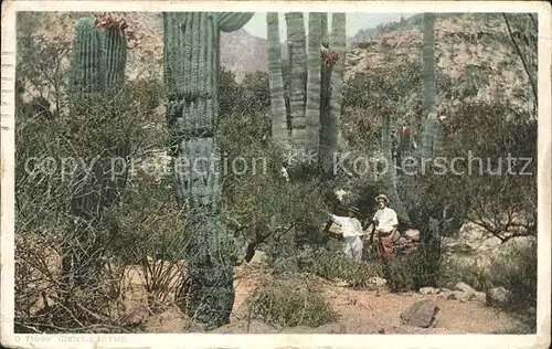 Kakteen Giant Cactus Los Angeles  Kat. Pflanzen