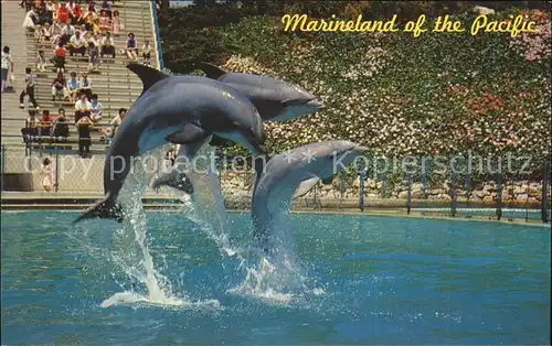 Delphine Marineland of the Pacific leaping dolphin trio  Kat. Tiere