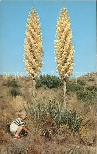 Pflanzen California Yucca in bloom  Kat. Pflanzen