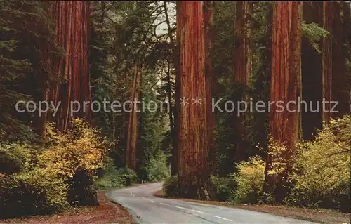 Baeume Trees Redwood Highway California  Kat. Pflanzen