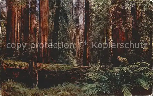 Baeume Trees Ferns Moss Virgin Redwoods California  Kat. Pflanzen