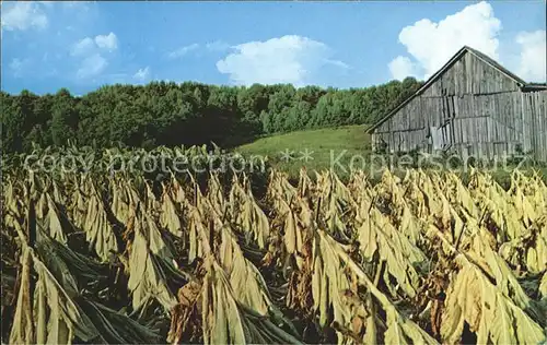 Tabak Harvesting Tobacco  Kat. Genussmittel