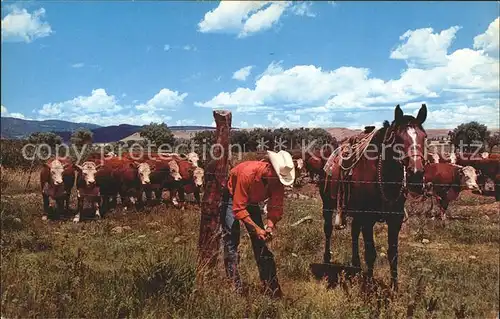 Cowboys Repairing fence Whiteface Cattle Graze Reparatur Zaun Kuehe Pferd Kat. Landwirtschaft