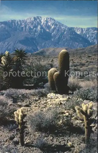 Kakteen Cholla cactus Barrel cactus Mojave Yucca Desert  Kat. Pflanzen