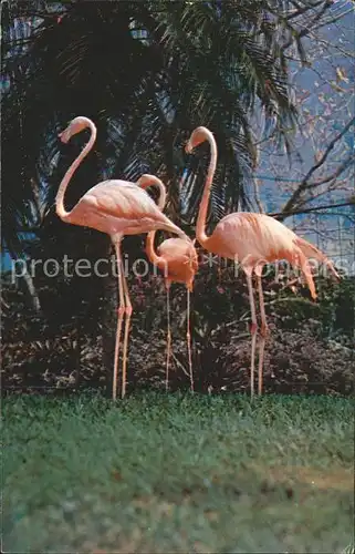 Flamingo Stately Florida Flamingos  Kat. Tiere