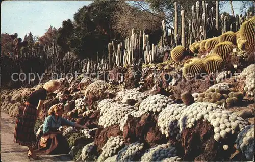 Kakteen San Marino California Cactus desert plant gardens  Kat. Pflanzen