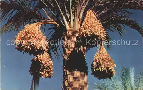 Palmen Datteln Date Clusters  Kat. Pflanzen