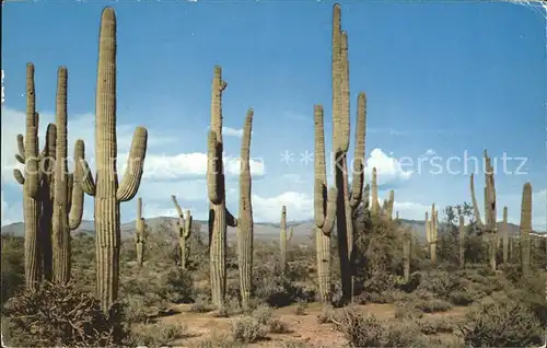 Kakteen Saguaro Giant Cactus Southern Arizona Kat. Pflanzen