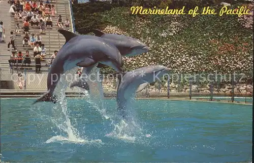Delphine Leaping Dolphin Trio Marineland of the Pacific Kat. Tiere