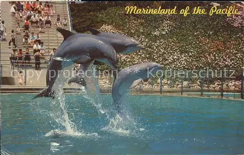 Delphine Leaping Dolphin Trio Marineland of the Pacific Kat. Tiere