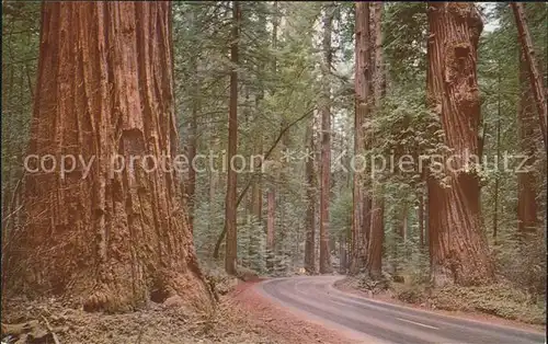 Baeume Trees Redwood Giant with Burls Redwood Highway  Kat. Pflanzen