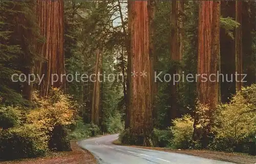 Baeume Trees Redwood Highway California  Kat. Pflanzen