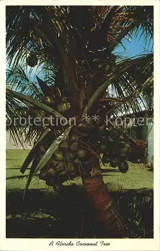 Baeume Trees Palme Kokosnuss Florida Coconut Tree Kat. Pflanzen
