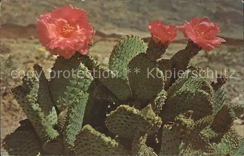 Kakteen Magenta beaver tail cactus  Kat. Pflanzen