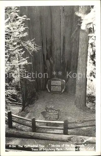 Baeume Trees Cathedral Tree Shrine of the Redwoods Mystery Park Redwood California Kat. Pflanzen