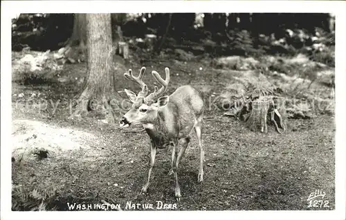 Hirsch Washington Native Deer  Kat. Tiere