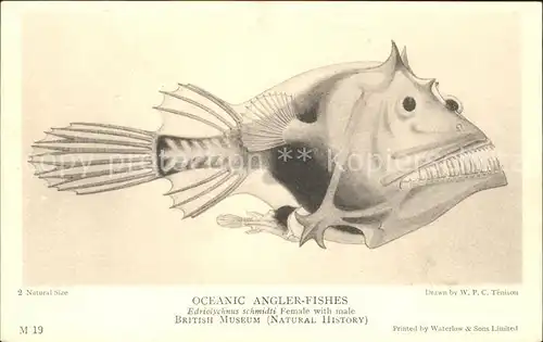 Fische Oceanic Angler Fishes Edriolychnus schmidti British Museum  Kat. Tiere