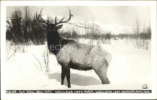 Elch Elk Bull Bill Taft Wallowa Lake Park Oregon Kat. Tiere