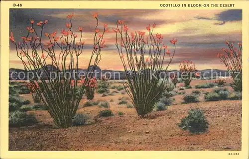 Pflanzen Ocotillo in bloom desert  Kat. Pflanzen