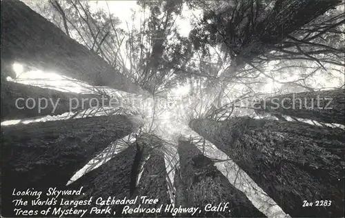Baeume Trees Looking Skiyward Cathedral Tree Mystery Park Redwood Highway Kat. Pflanzen