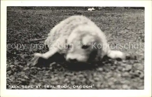 Robben Seehunde Baby Seal Seal Rock Oregon / Tiere /