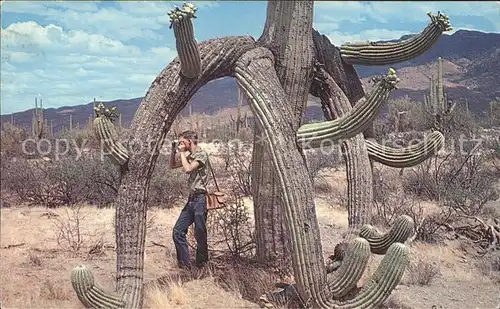 Kakteen Saguaros Fotograf  Kat. Pflanzen