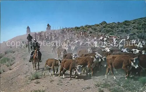 Kuehe Herde Western Cattle Drive Kat. Tiere