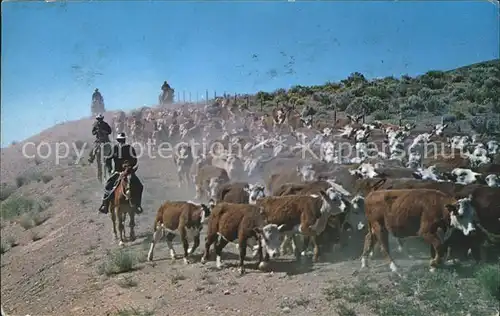 Kuehe Herde Western Cattle Drive  Kat. Tiere