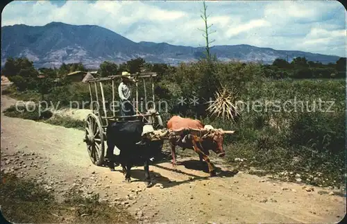 Kuehe Wagen Landwirtschaft Oaxaca Mexico Kat. Tiere