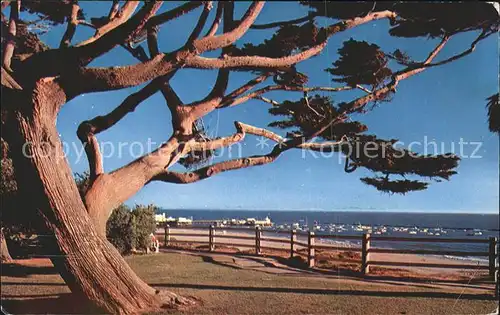 Baeume Trees Pepper tree Palisades Park Santa Monica California Kat. Pflanzen