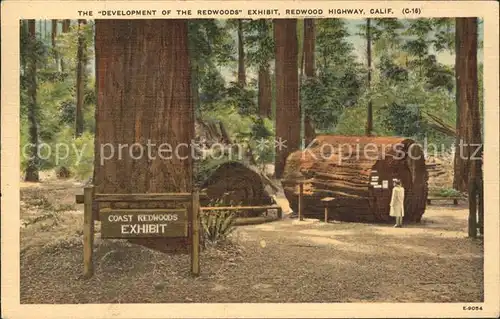Baeume Trees Development Redwood Exhibit  Kat. Pflanzen