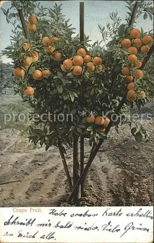Baeume Trees Grapefruit Kat. Pflanzen