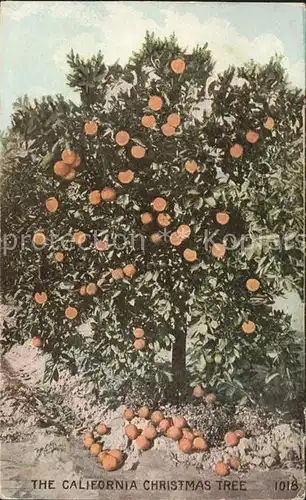 Orangen Oranges Baum California Kat. Landwirtschaft