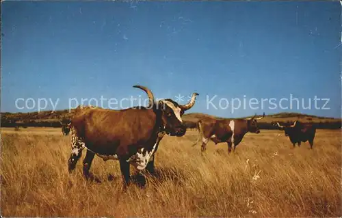 Stiere Lonhorn Steers  Kat. Tiere