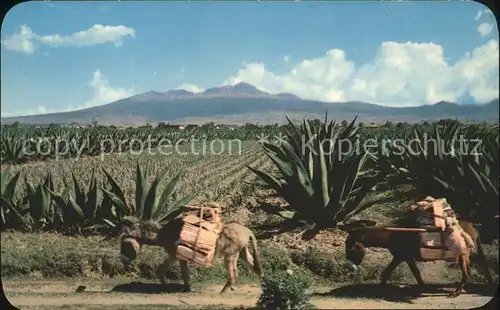 Esel Tiere Pflanzen Burros maguey Nevado de Toluca Mexico Kat. Tiere