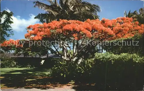 Baeume Trees Flame Tree Royal Poinciana Hawaii Kat. Pflanzen