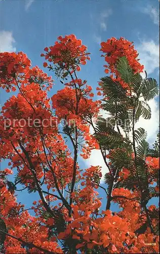 Baeume Trees Royal Poinciana Tree in Full Bloom  Kat. Pflanzen