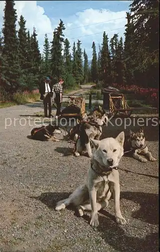 Hunde Huskys Schlitten Mt. McKinley National Park  Kat. Tiere