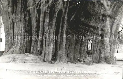 Baeume Trees Tronco del Arbol del Tule Sta. Maria del Tule Oaxaca  Kat. Pflanzen