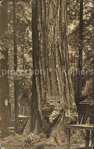 Baeume Trees Giant Redwood Big Tree Grove Santa Cruz California Kat. Pflanzen