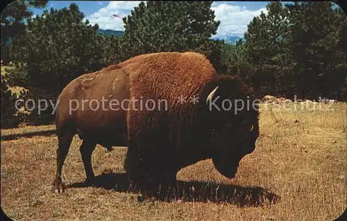 Tiere Majestic Buffalo Bull Bison  Kat. Tiere