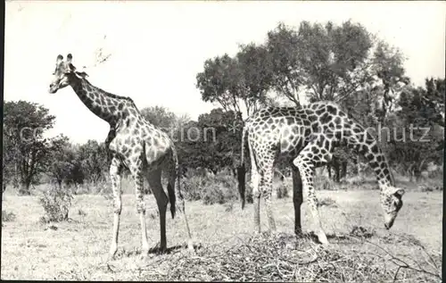 Giraffe Southern Rhodesia Kat. Tiere