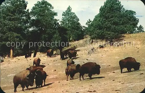 Tiere Buffalo American Bison  Kat. Tiere