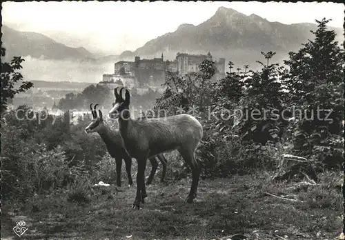 Gemse Kapuzinerberg Salzburg Kat. Tiere