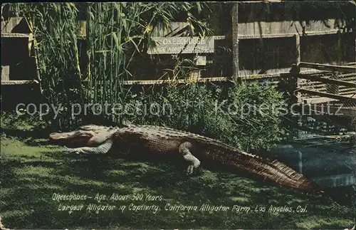 Tiere Alligator Capfivity Okeechobee California Alligator Farm Los Angeles  Kat. Tiere