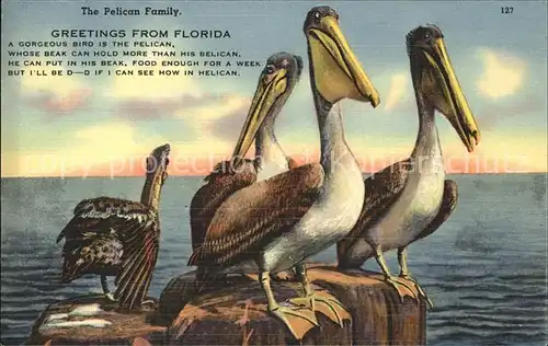 Voegel Pelikane Pelican Family Florida  Kat. Tiere