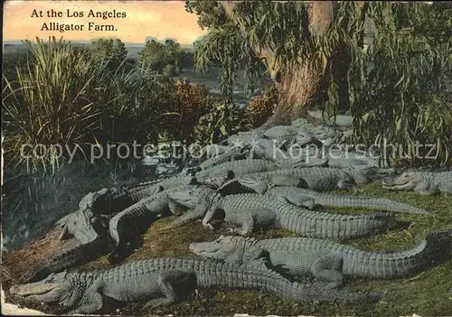 Krokodile Los Angeles Alligator Farm Kat. Tiere
