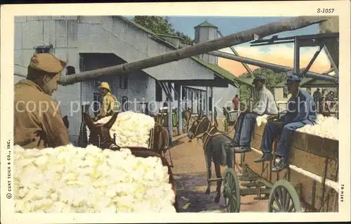 Baumwolle Cotton Wool Esel  Kat. Landwirtschaft